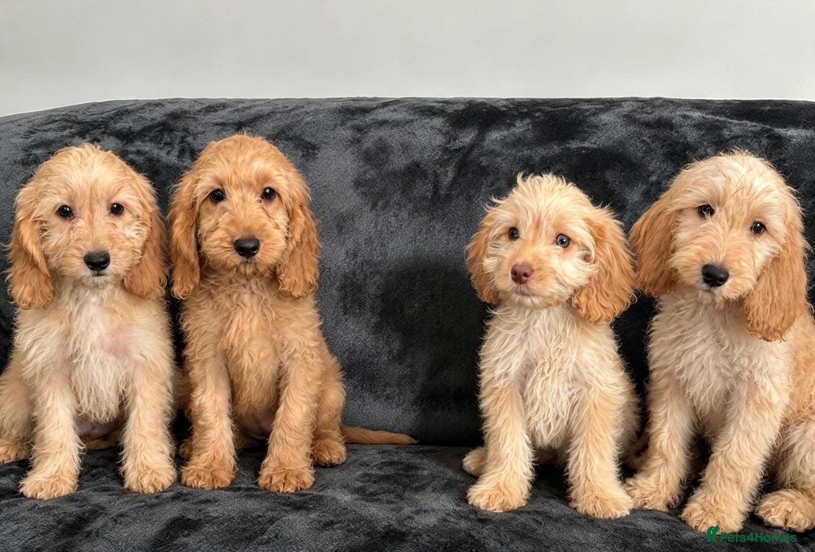 Cockapoo dogs Cockapoo Girls Ready Now  - Advert 3
