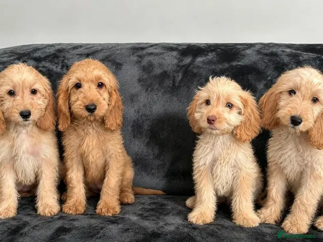 Cockapoo dogs Cockapoo Girls Ready Now - Advert 3
