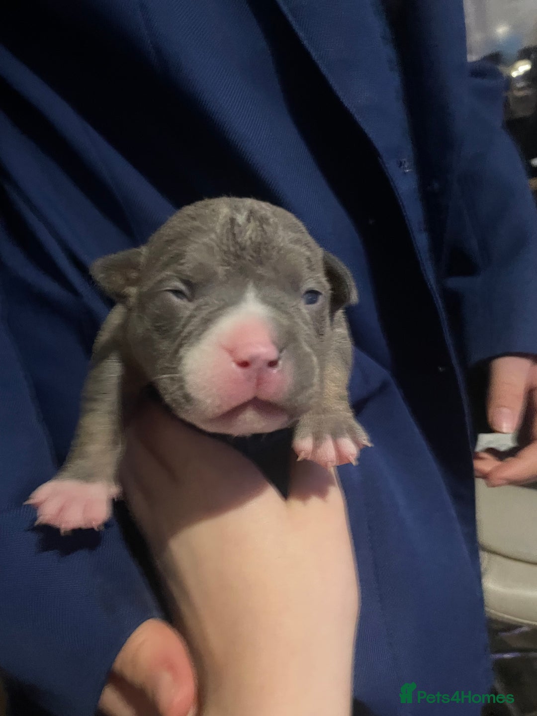 American Bully dogs for sale: American Pocket bully’s puppies  - Advert 28