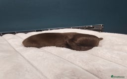 Chihuahua dogs for sale: Long hair tri chocolate apple head chihuahuas  - Advert 4