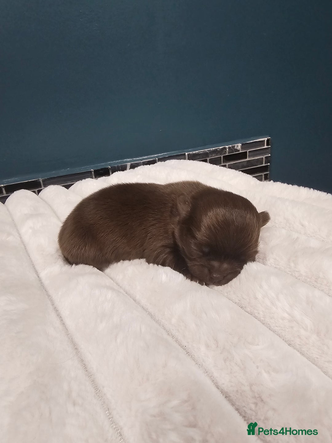 Chihuahua dogs for sale: Long hair tri chocolate apple head chihuahuas  - Advert 4