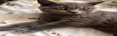 British Shorthair 1