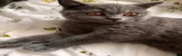 British Shorthair cats for sale: Purebred Brtish Shorthair - Advert 10