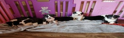 Mixed Breed dogs for sale: Old tyme bulldog x Border collie - Advert 6
