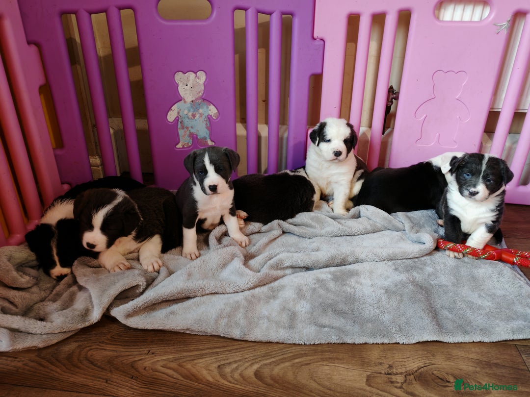 Mixed Breed dogs for sale: Old tyme bulldog x Border collie - Advert 6