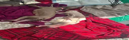 Italian Greyhound dogs for sale: Two beautiful Family Italian Greyhound Puppies   - Advert 4