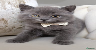British Shorthair cats - Advert 6