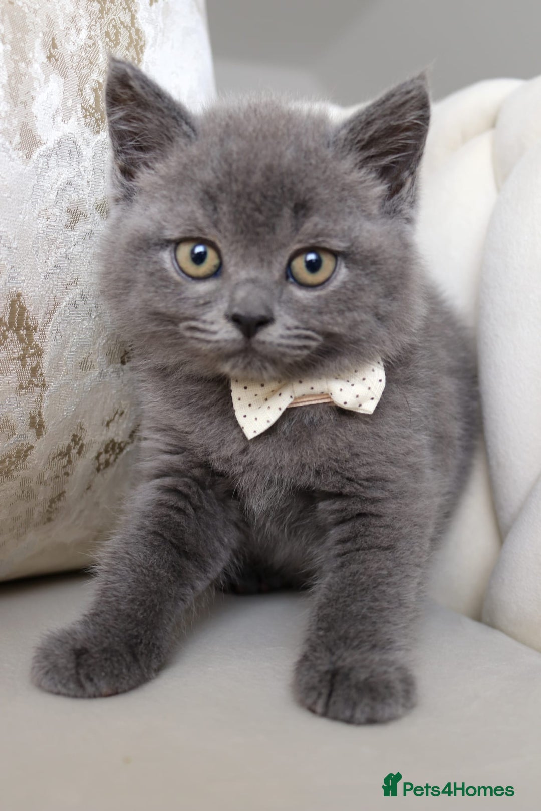 British Shorthair cats for sale: British shorthair  - Image 3