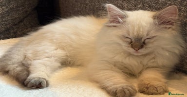 Ragdoll cats Beautiful Pedigree GCCF Ragdoll kitten - Advert 12