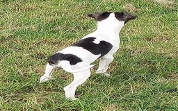 Italian Greyhound dogs for sale: Italian greyhound  - Image 4