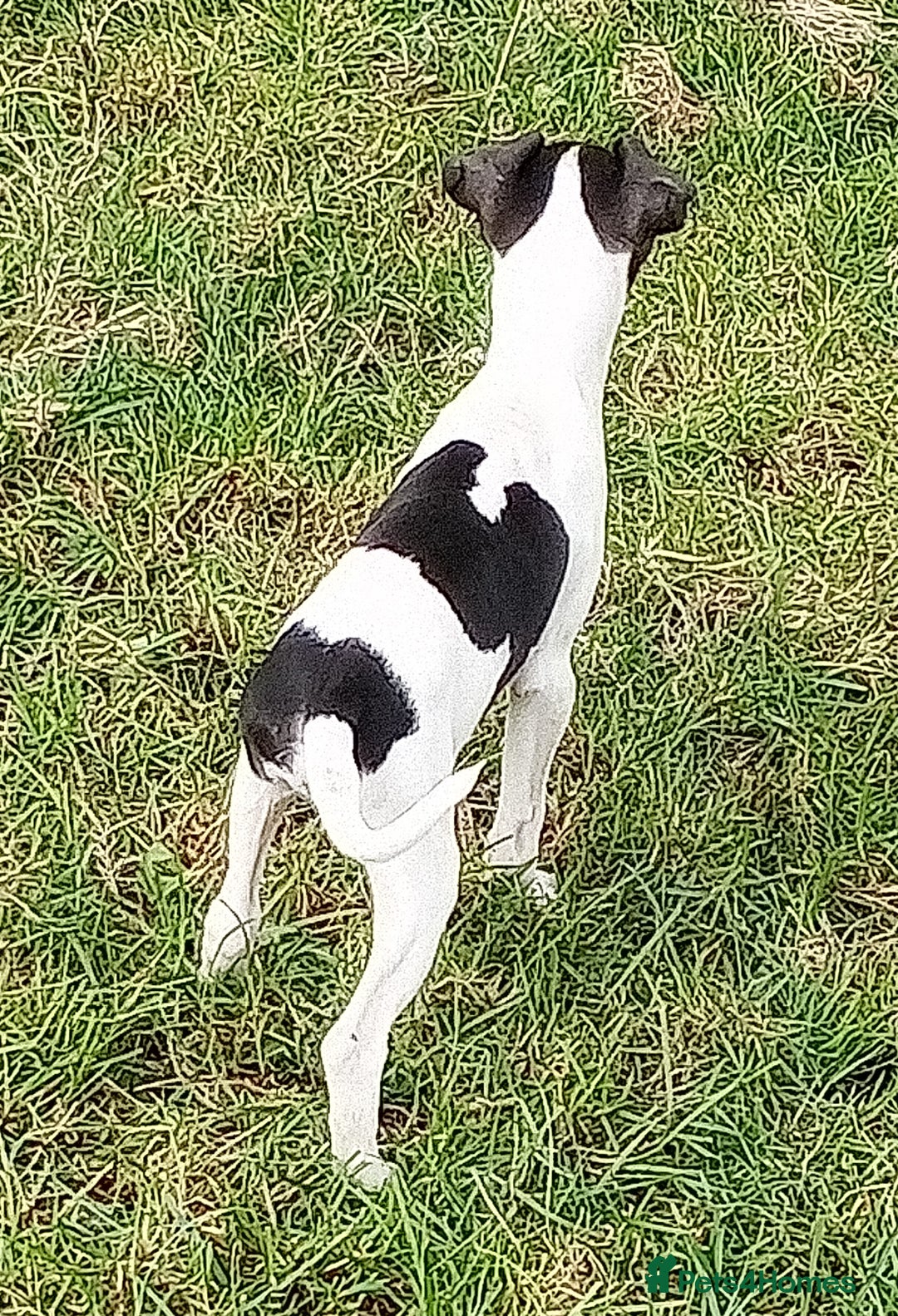 Italian Greyhound dogs for sale: Italian greyhound  - Image 4