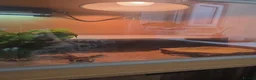 Bearded Dragon reptiles for sale: Bearded Dragon - Female - 5 Months Old - Advert 2