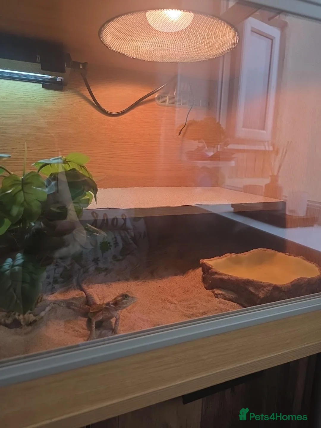 Bearded Dragon reptiles for sale: Bearded Dragon - Female - 5 Months Old - Advert 2