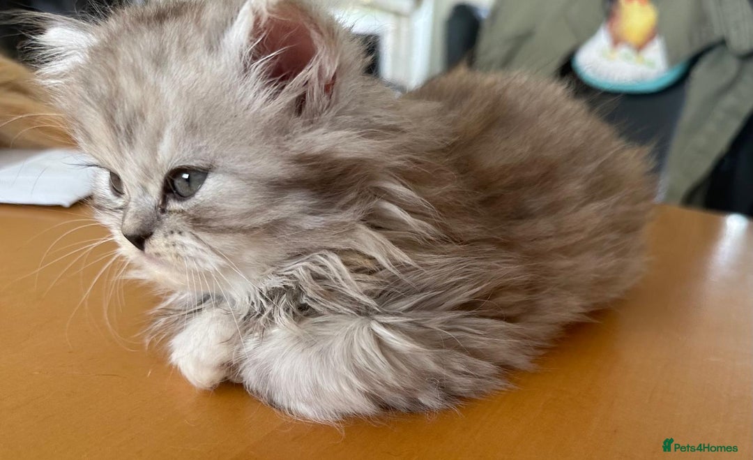 Persian cats for sale: Two multicoloured Persian females - Image 16