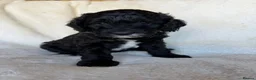Australian Labradoodle dogs for sale: Multigenerational Australian Labradoodle Puppies - Advert 10