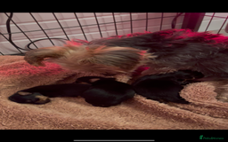 Yorkshire Terrier dogs for sale: MINI KC YORKIE TERRIER PUPS,VACCS, chip ect  - Image 2