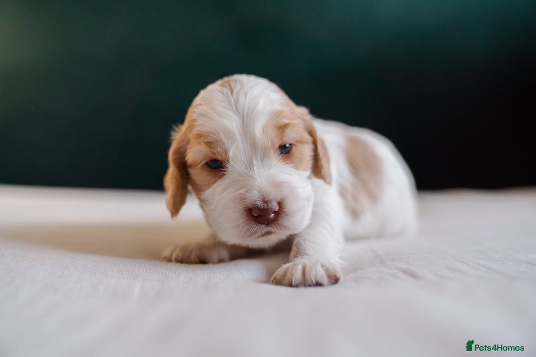 Cocker Spaniel dogs for sale: ✨ Showline Cocker Spaniel puppies for sale ✨ - Image 4