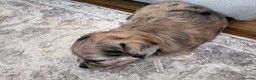 Mixed Breed dogs for sale: Beautiful litter of four happy healthy Pomchis in Banstead - Advert 29