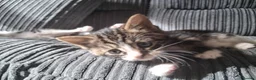Mixed Breed cats for sale: Beautiful friendly kittens looking for loving home - Advert 9