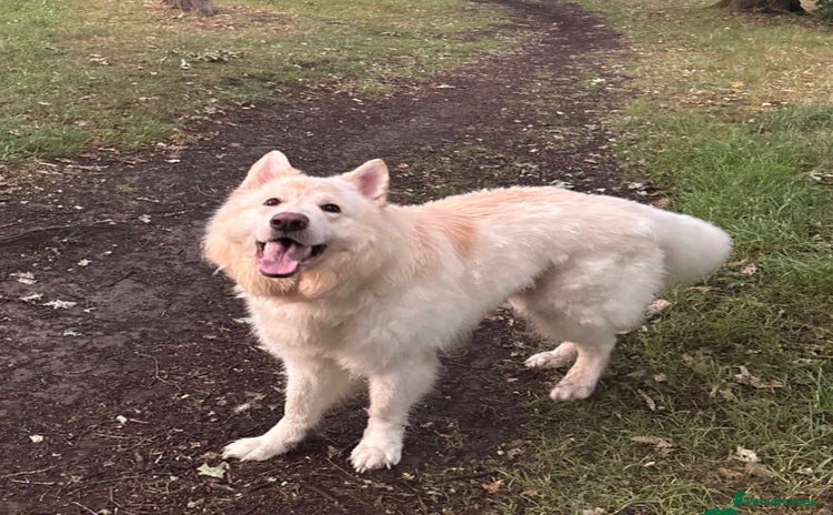 German Shepherd dogs - Advert 8