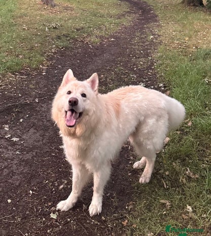 German Shepherd dogs - Advert 8