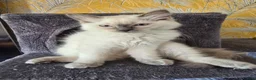 Ragdoll cats for sale: 1 Girl and 1 Boy left pure Ragdoll kittens  - Advert 27