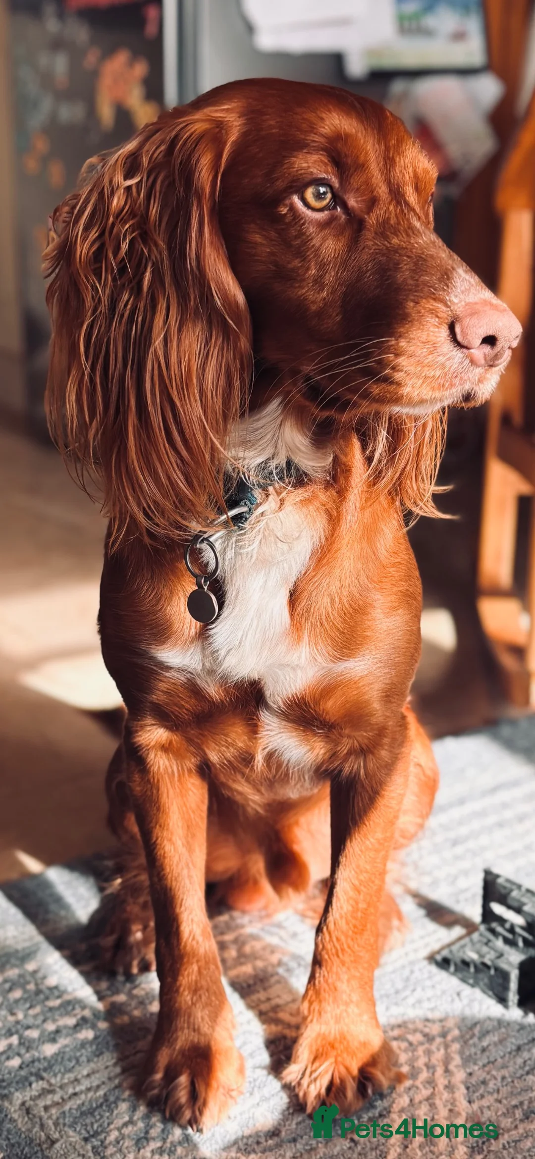 Cocker Spaniel dogs for stud: KC Working Cocker Spaniel - Advert 6