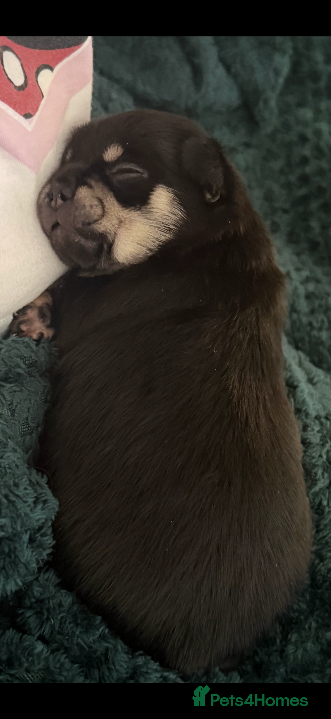 Chihuahua dogs for sale: Fuzzy playful baby boy tri coloured  - Advert 6