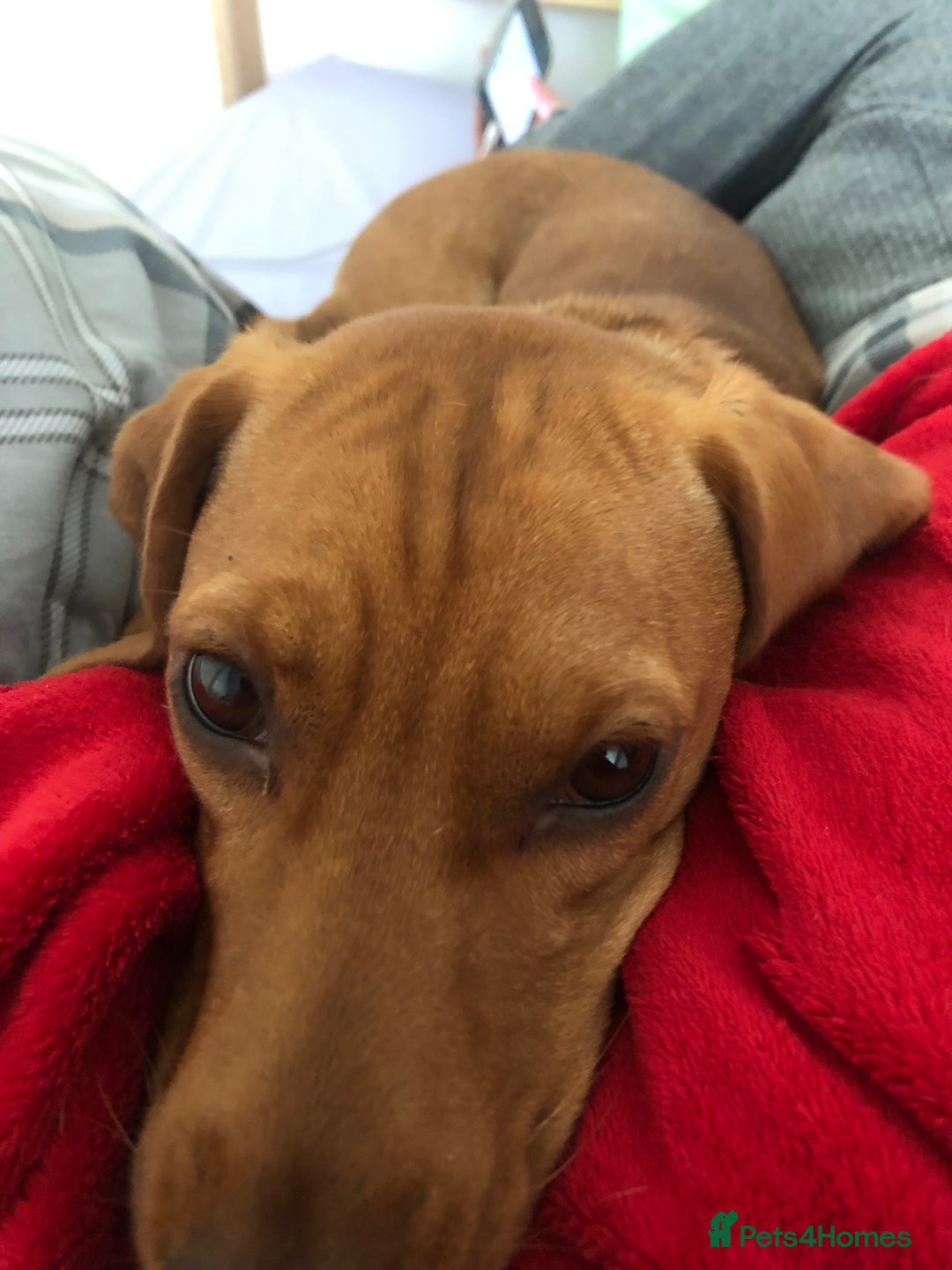 Mixed Breed dogs for sale: Hungarian Vizsla Mix - Image 5