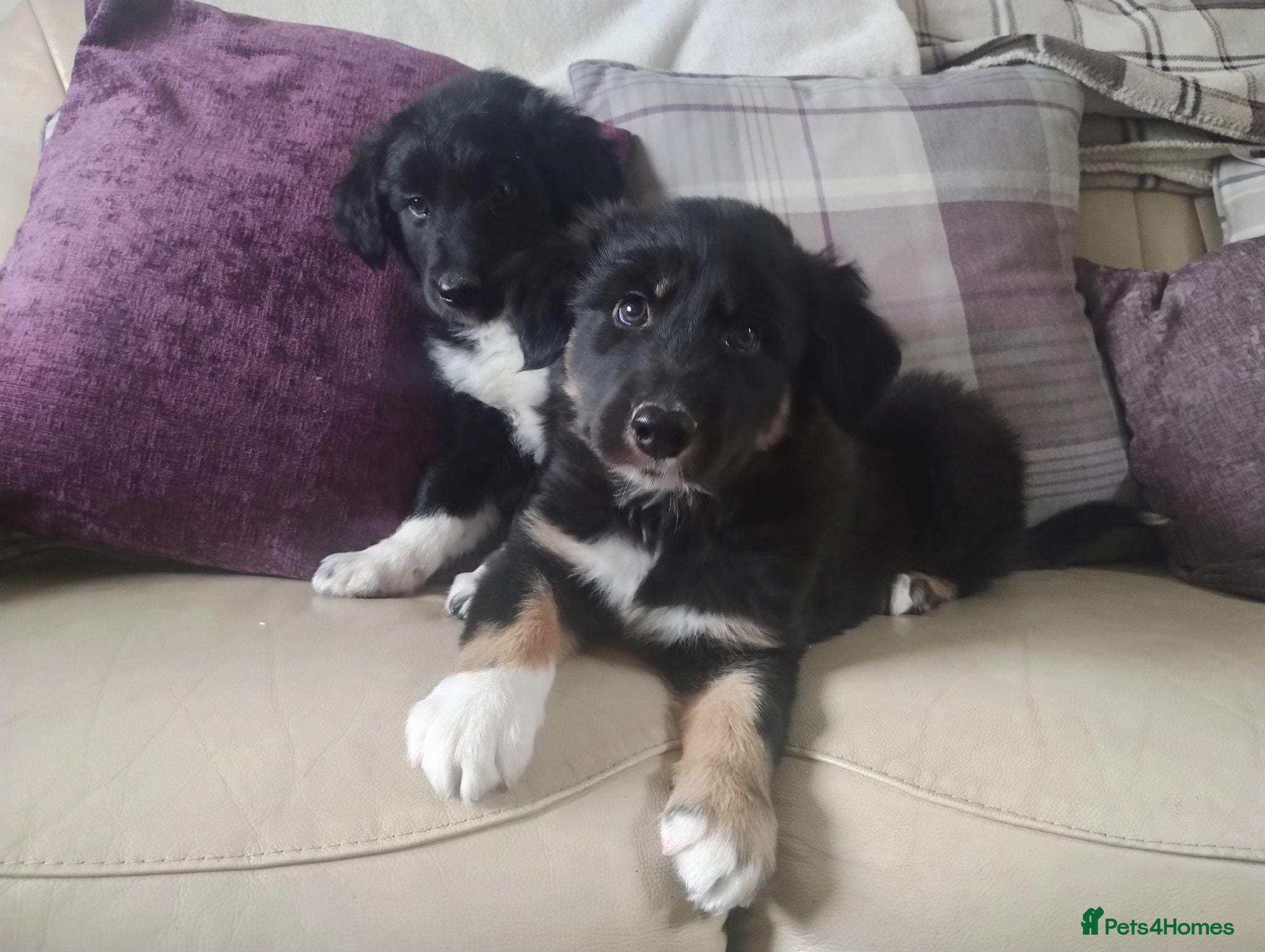 Border Collie dogs Traditional Border Collie Puppies - Advert 2