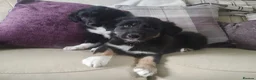 Border Collie dogs for sale: Traditional Border Collie Puppies - Advert 4