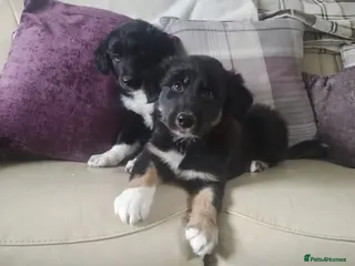 Border Collie dogs Traditional Border Collie Puppies - Advert 2