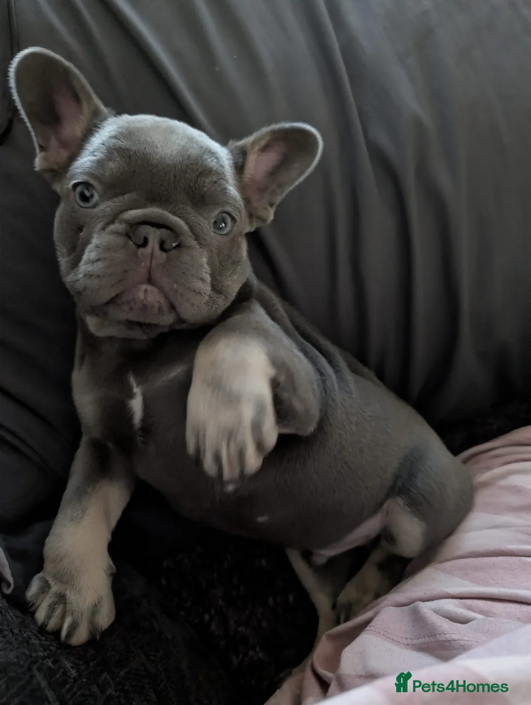 French Bulldog dogs for sale: Health tested kc reg blue/tan lilac tan puppies - Advert 5