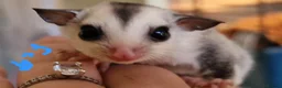 Sugar Glider rodents for sale: Baby sugar gliders  - Advert 7