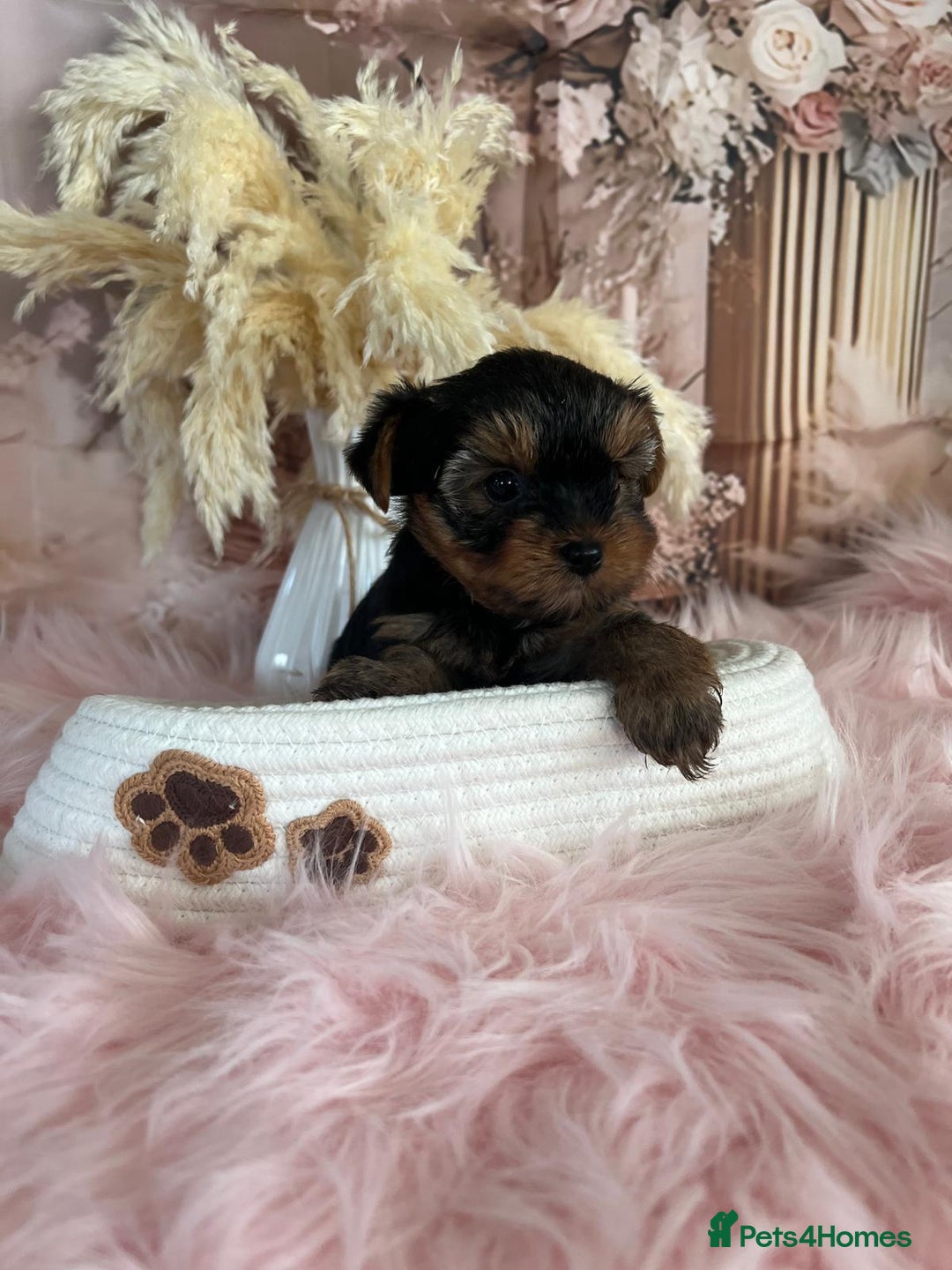 Yorkshire Terrier dogs for sale: Our amazing five pups are fully registered - Advert 6