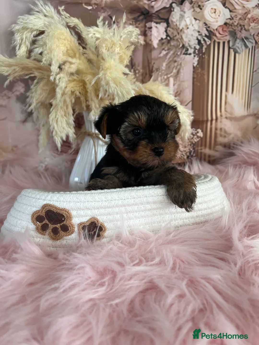 Yorkshire Terrier dogs for sale: Left one beautiful boy❤️ - Advert 9
