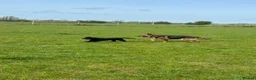 German Shepherd dogs for sale: 4 year old German Shepard  - Advert 2