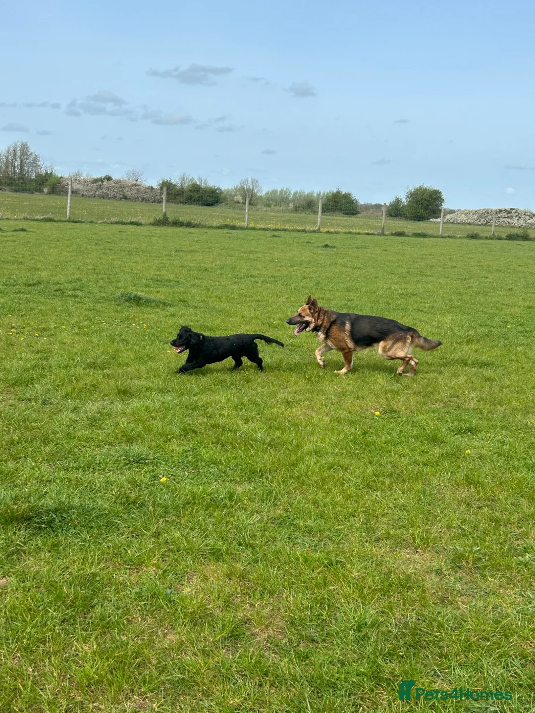 German Shepherd dogs for sale: 4 year old German Shepard  - Advert 2