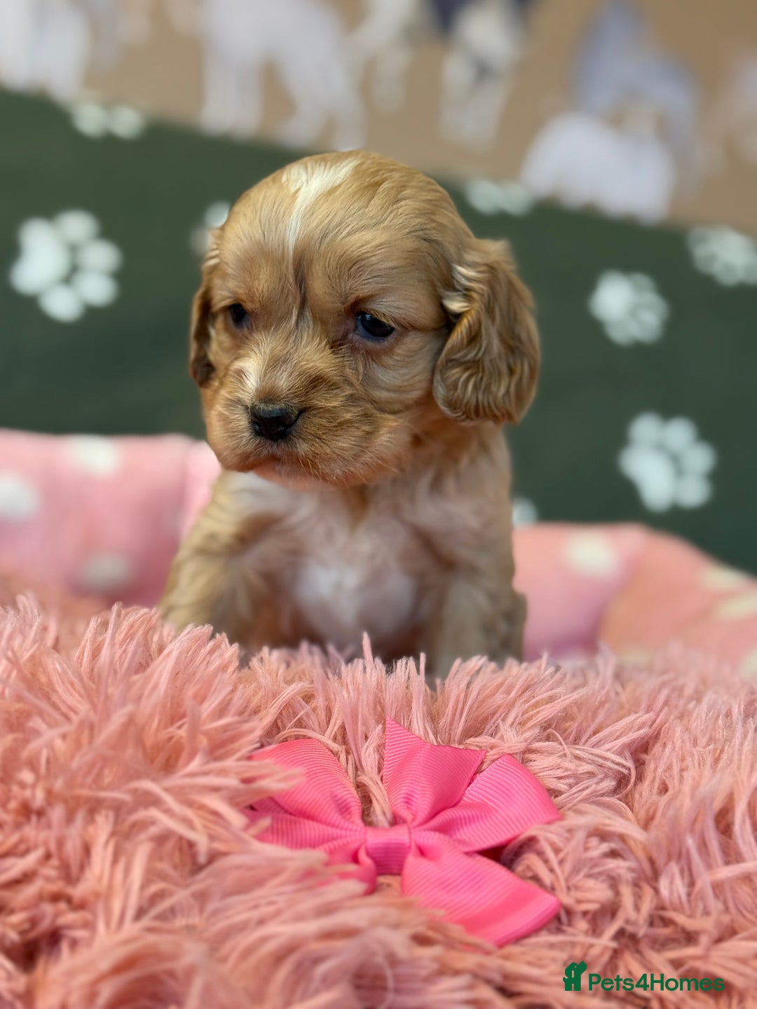 Cockapoo dogs for sale: F1 Cockapoo’s available  - Advert 8