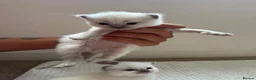 Ragdoll cats for sale: 8 beautiful ragdolls for sale in Ware - Advert 9