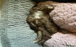 Cockapoo dogs for sale: last F1 boy ready now - Image 3