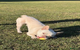 French Bulldog dogs for stud: Healthy platinum boy for Stud - Image 2
