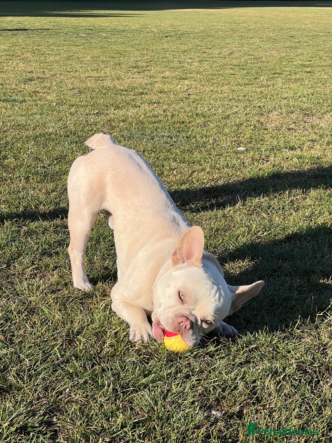 French Bulldog dogs for stud: Healthy platinum boy for Stud - Image 2