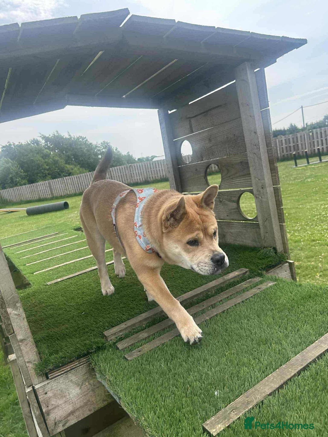Mixed Breed dogs for sale: Gorgeous chow chow + English Bulldog Female Mix - Image 12