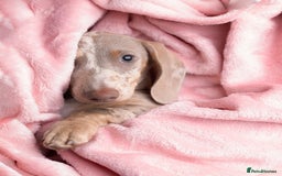 Miniature Dachshund dogs for sale: KC REG Miniature DACHSHUND - GIRL - Image 1
