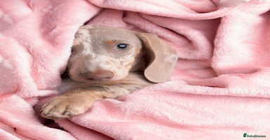 Miniature Dachshund dogs - Advert 13