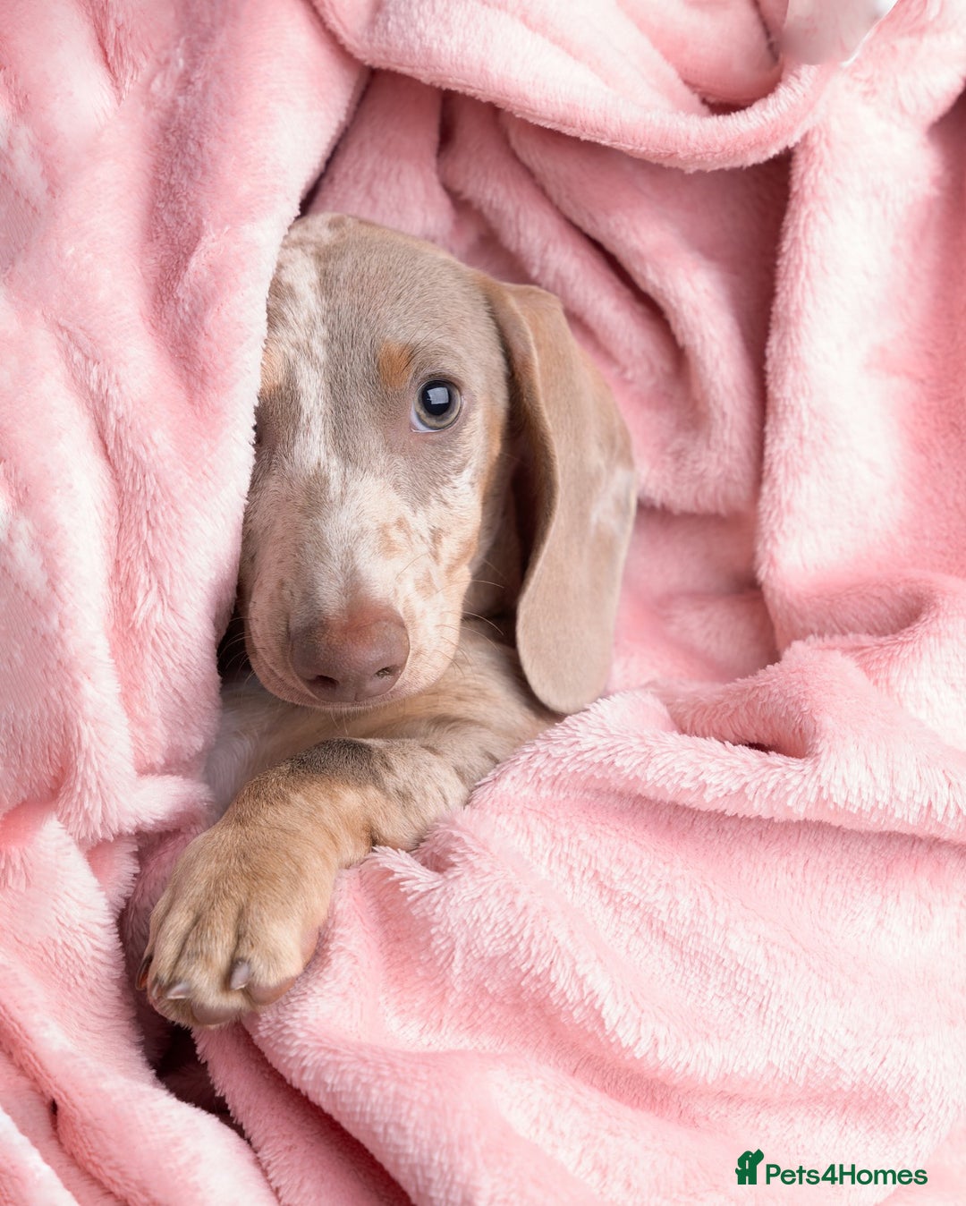 Miniature Dachshund dogs for sale: KC REG Miniature DACHSHUND - GIRL - Image 1
