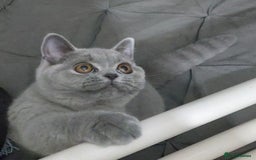 British Shorthair cats for sale: OUTSTANDING🏆PEDIGREE🎖CH SIRED in Dudley - Image 4