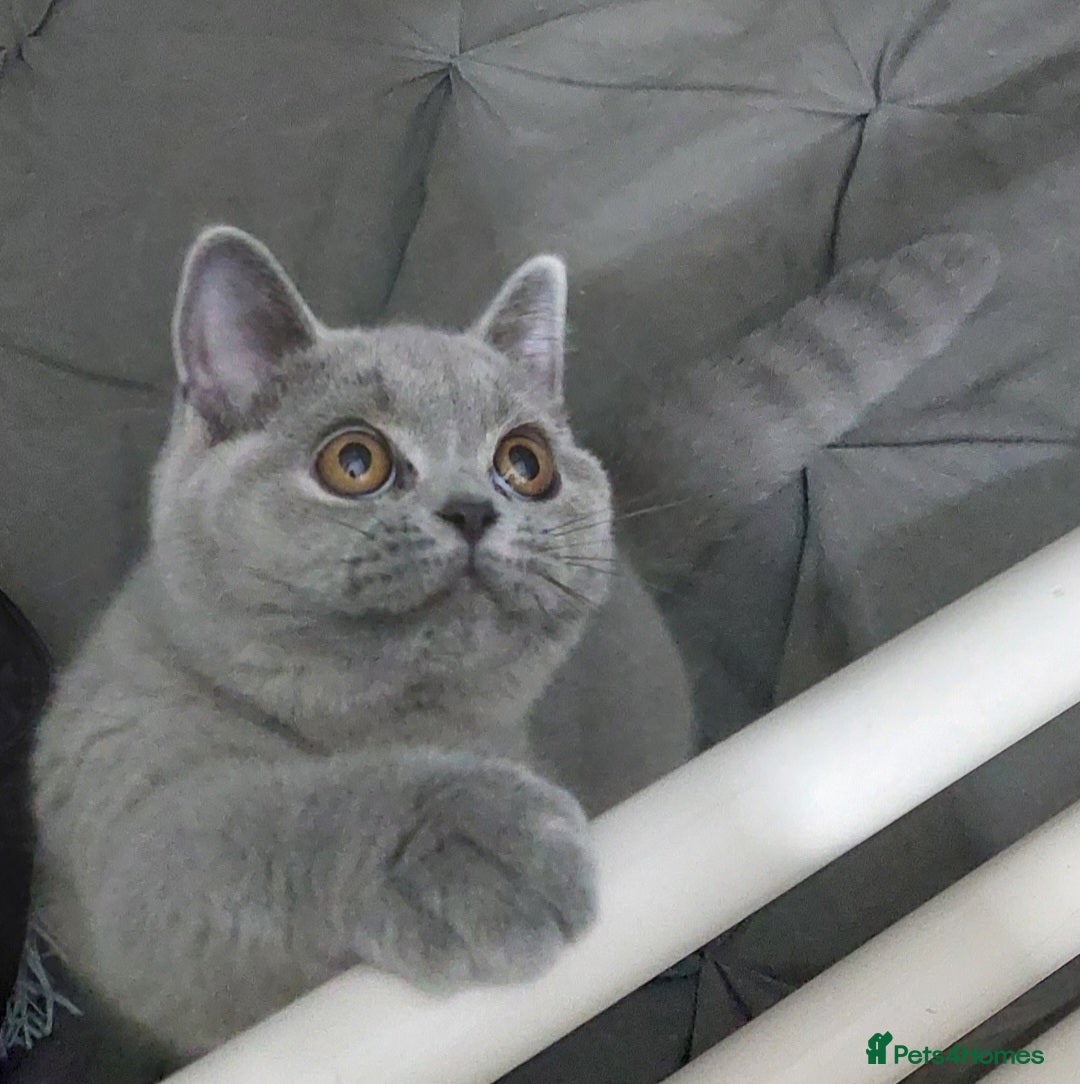 British Shorthair cats for sale: OUTSTANDING🏆PEDIGREE🎖CH SIRED in Dudley - Image 4
