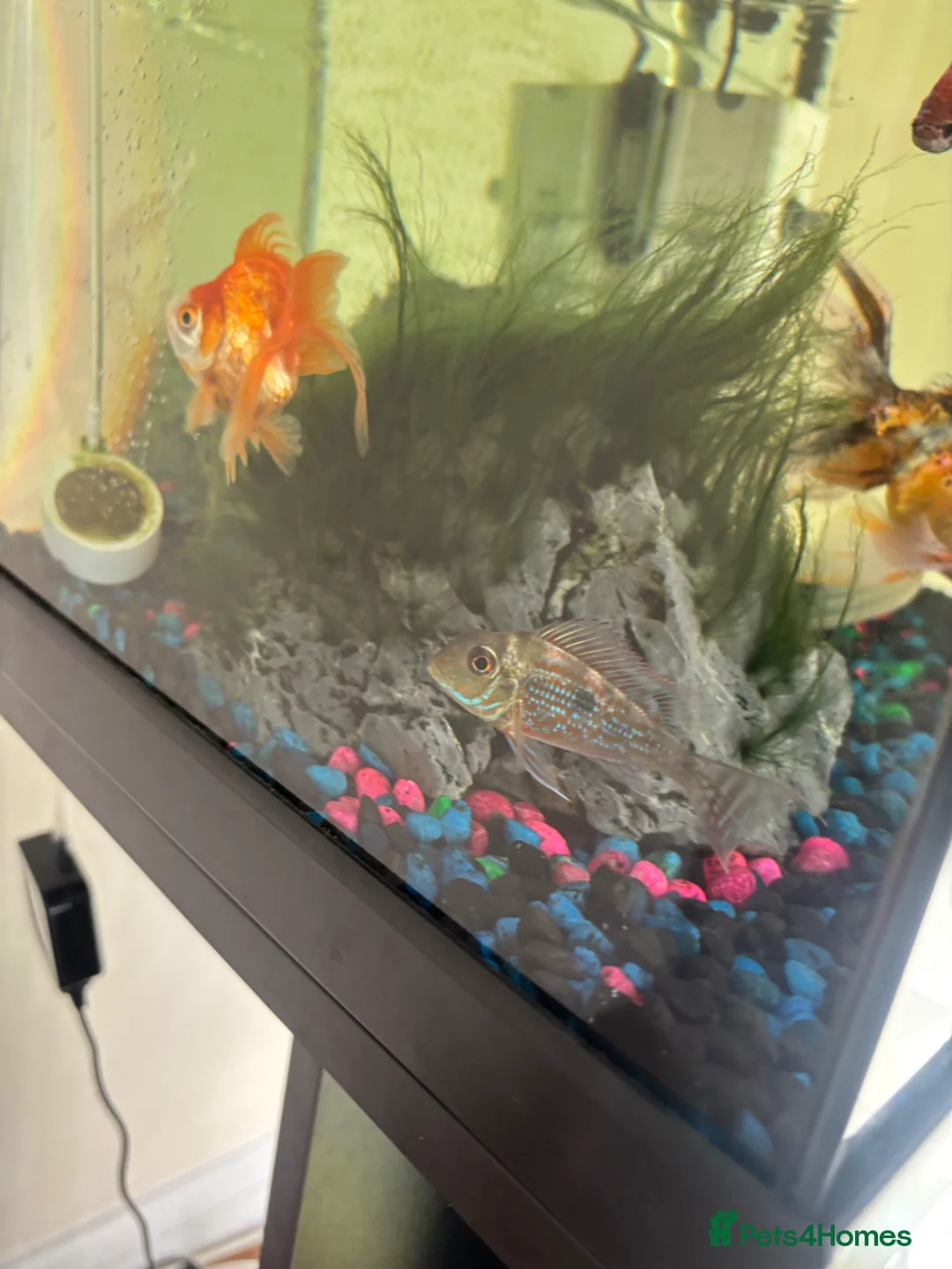 Cichlids fish for sale: Megasema Geophagus in Gloucester - Advert 2